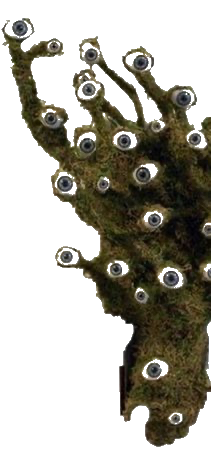 Eye Lichen